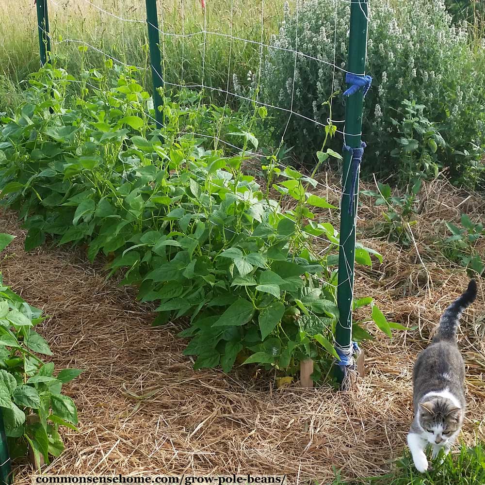 Pole beans on bean trellis