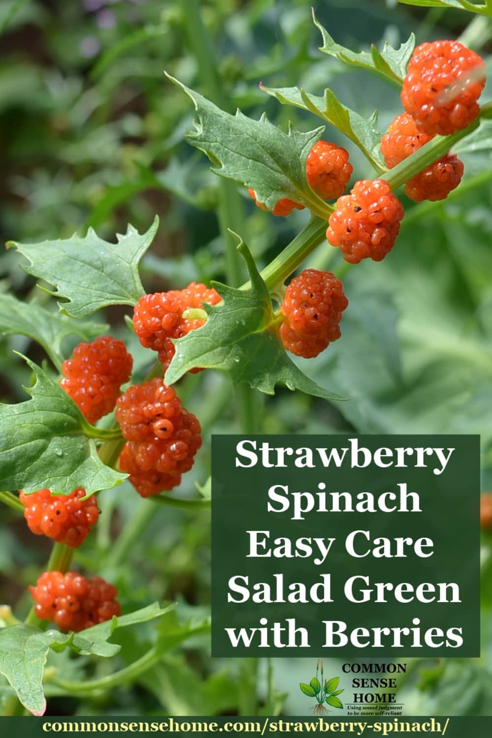 Strawberry spinach close-up