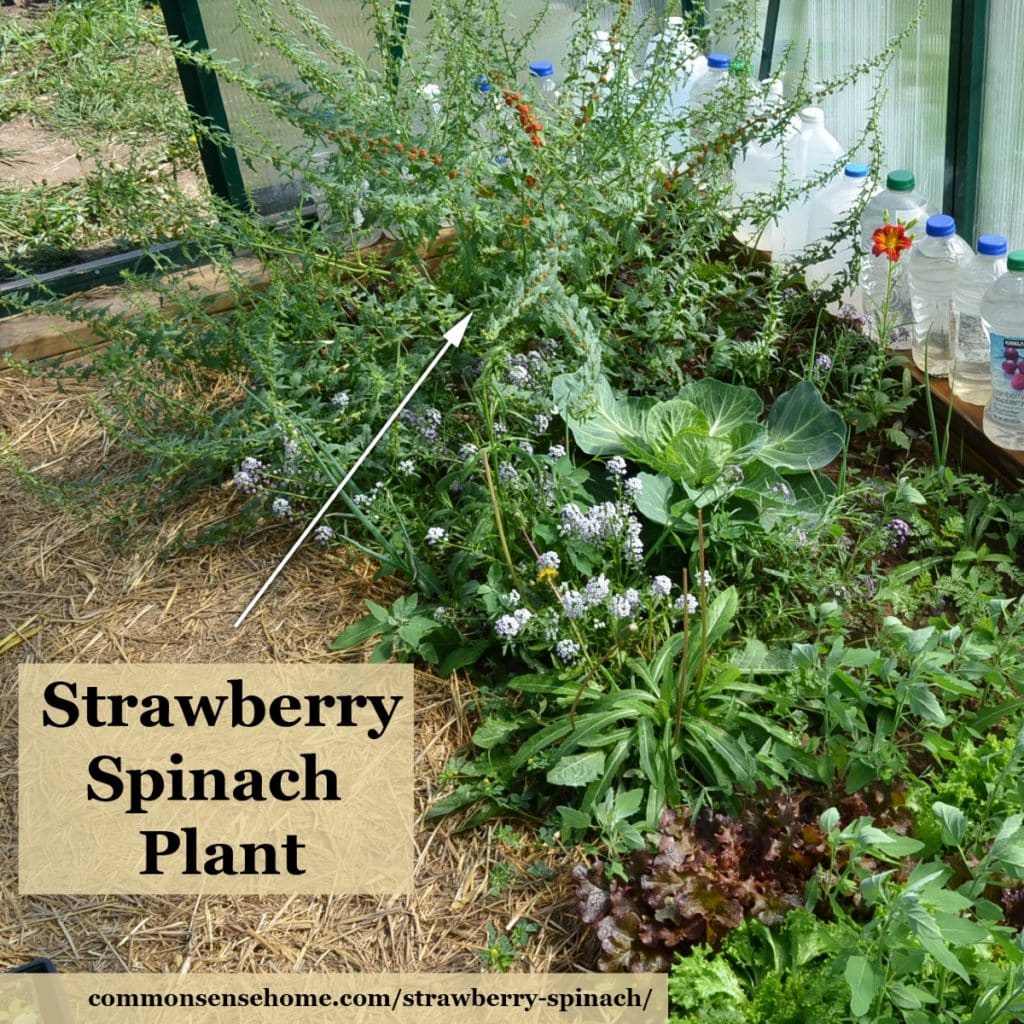 Giant strawberry spinach