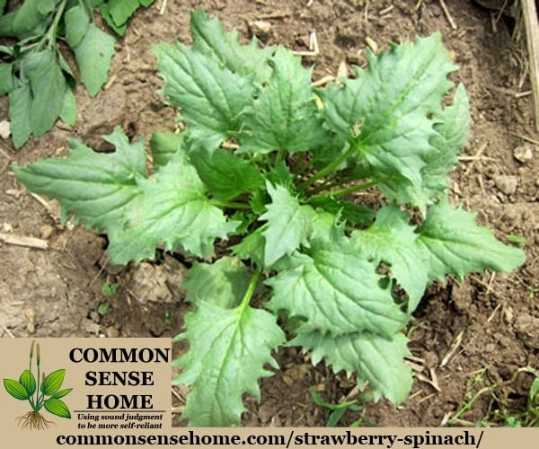 Strawberry spinach plant