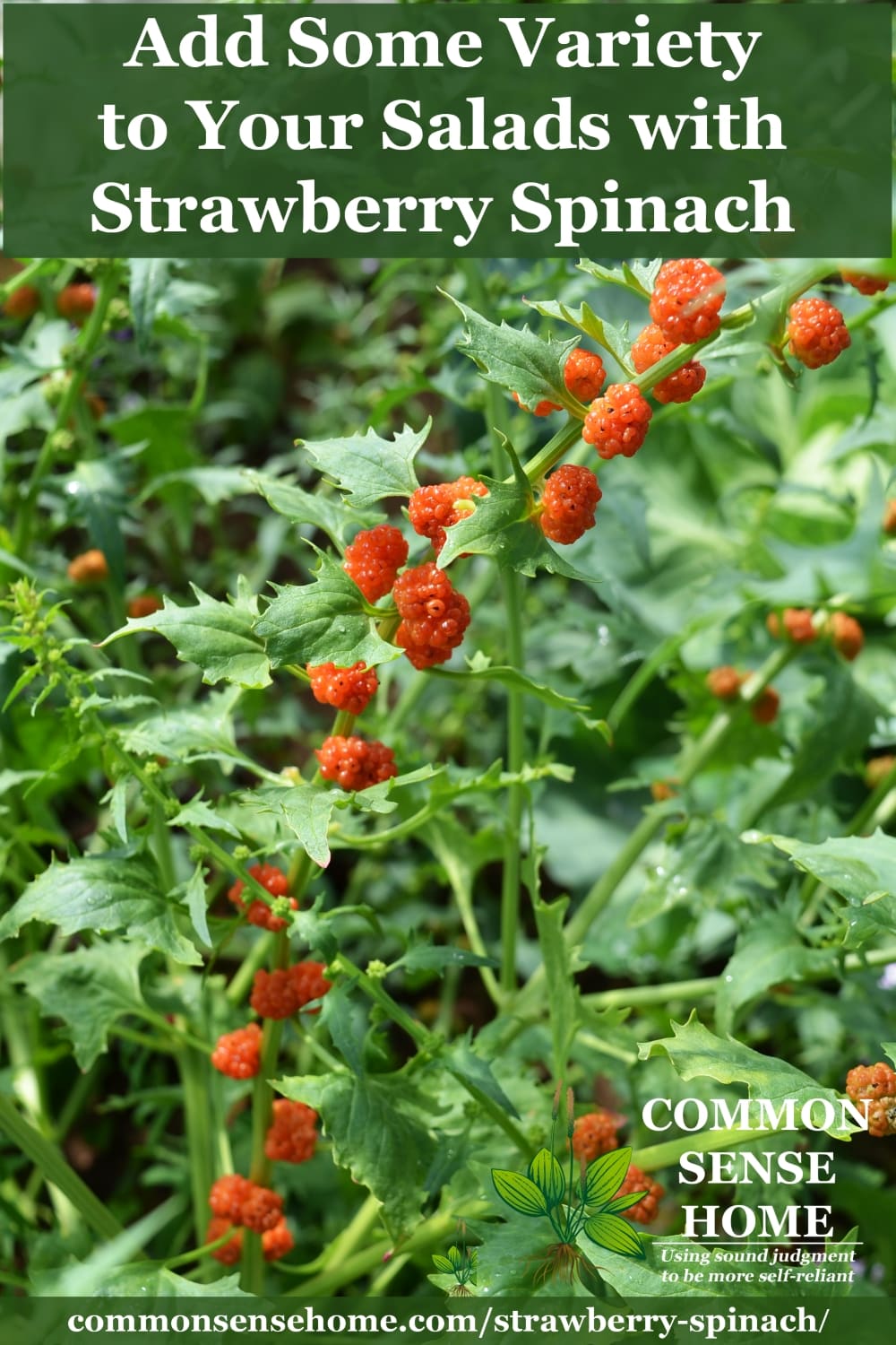 Strawberry spinach with berries