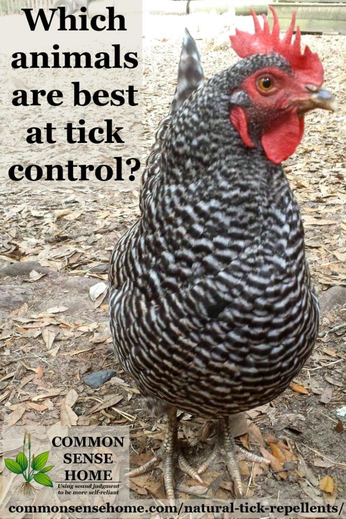 chicken for tick control