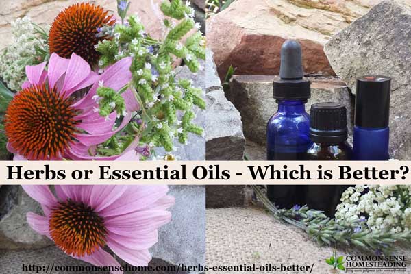 3 Ways Essential Oils Differ from Herbal Tinctures – WishGarden Herbs