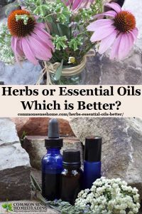 Herbs or Essential Oils - Which is Better?