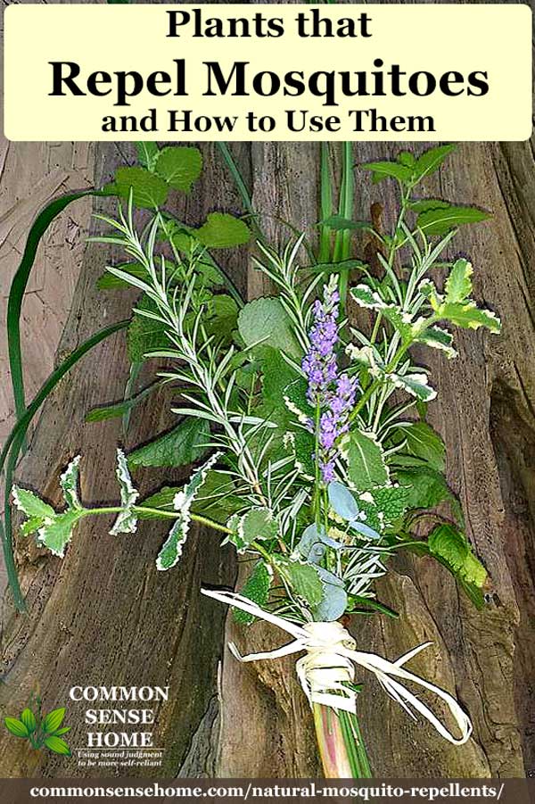 bundle of plants that repel mosquitoes