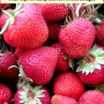 Fresh strawberries with text overlay "12 ways to store strawberries"