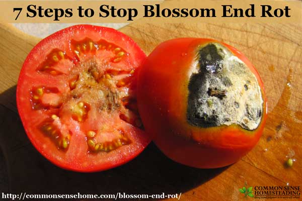 Blossom End Rot 2 