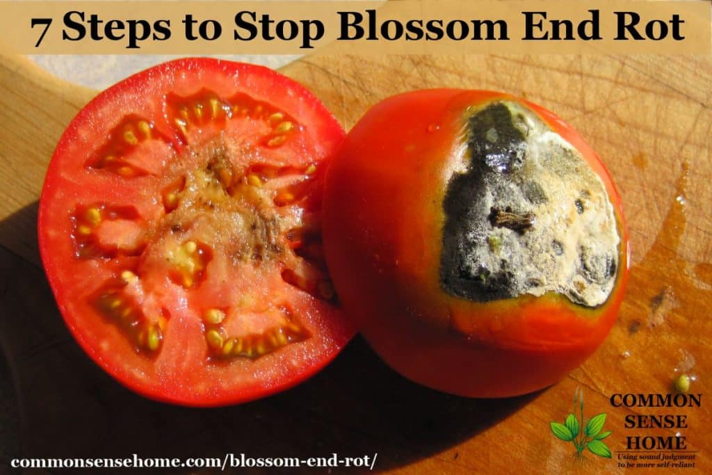 7 Steps To Stop Blossom End Rot And Black Bottomed Tomatoes