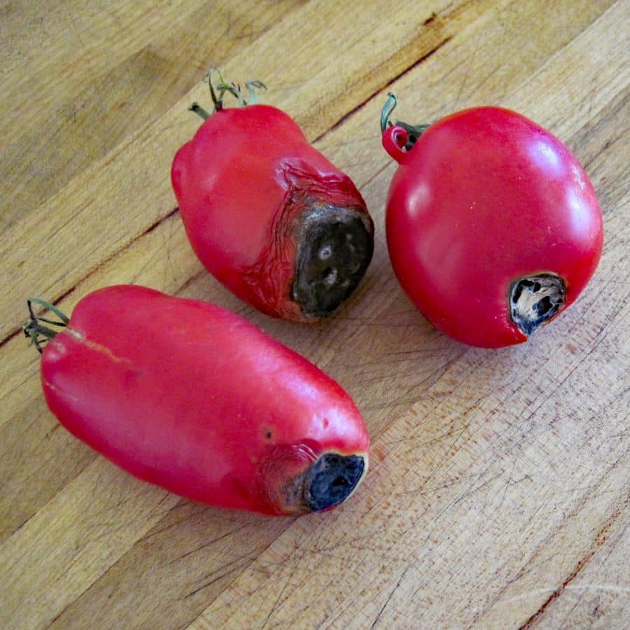 paste tomatoes with blossom end rot