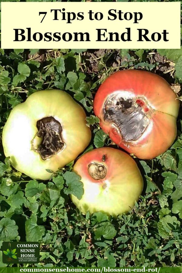 green tomatoes with blossom end rot