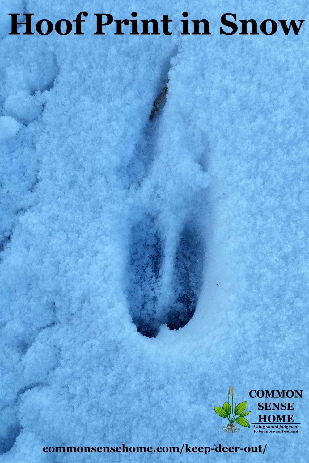 hoof print in snow