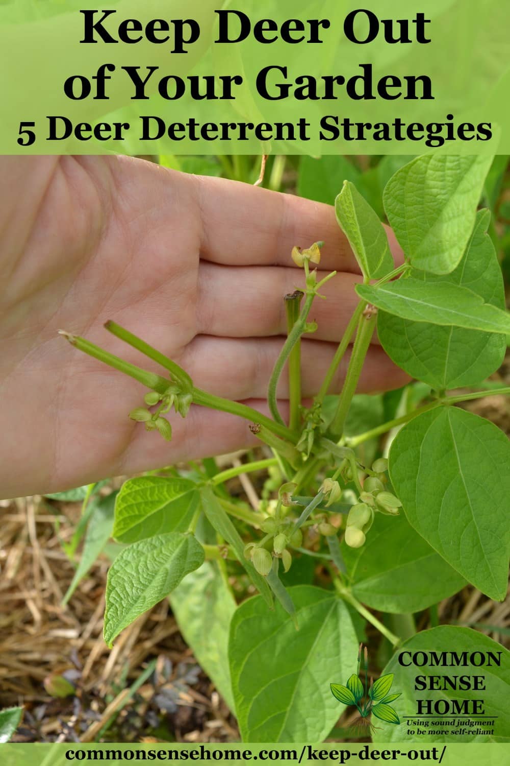 deer damage in garden - tops chewed off of bean plant