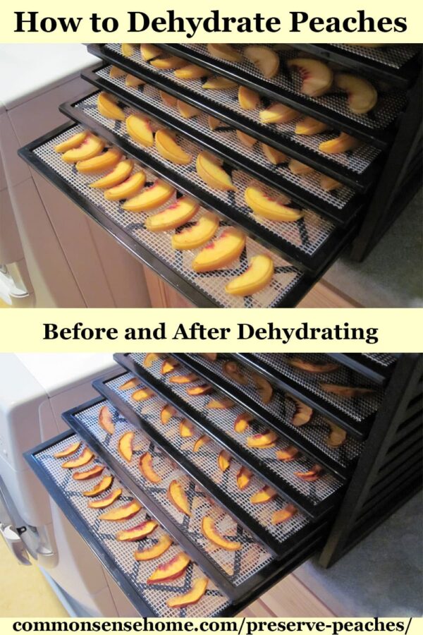 dehydrating peaches - before and after drying