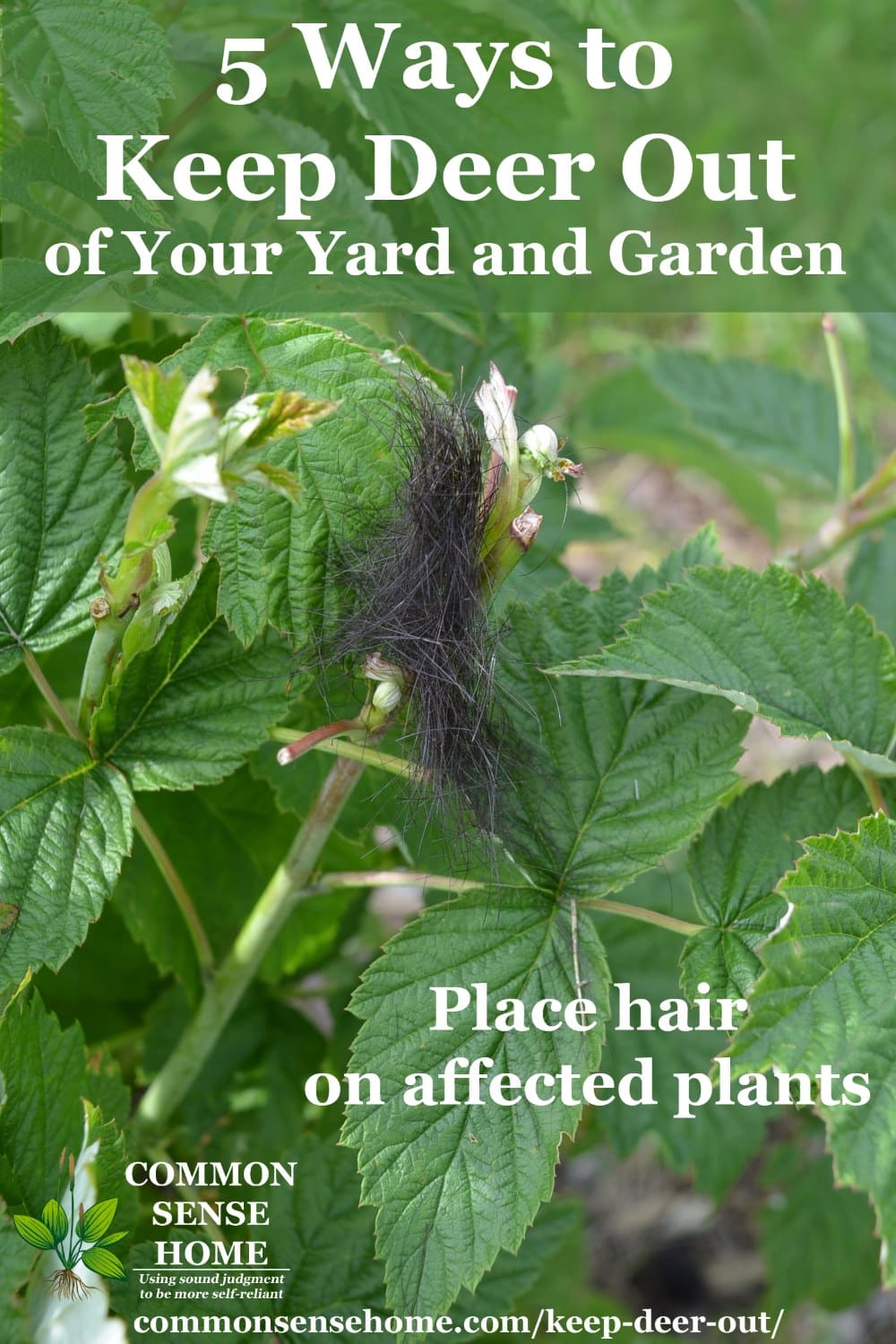 hair clippings on raspberry plants