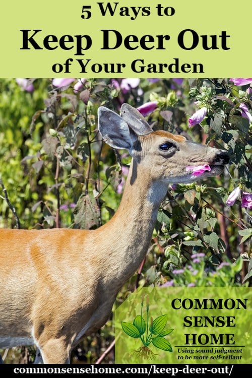 Keep Deer Out Of Your Garden 5 Deter Tips - Keeping Deer Out Of Vegetable Garden