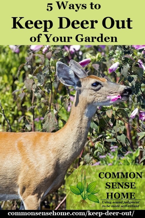 deer in garden