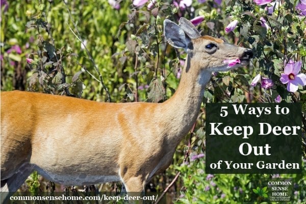 Keep Deer Out Of Your Garden 5 Deer Deterrent Tips And Tricks