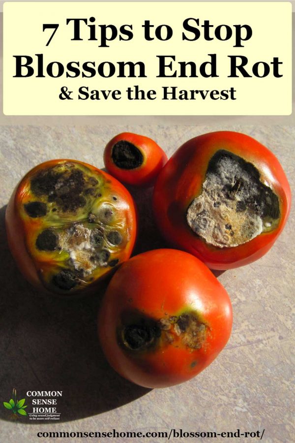 four tomatoes with blossom end rot