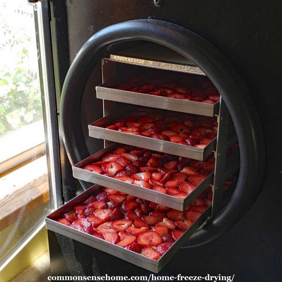 strawberries in freeze dryer