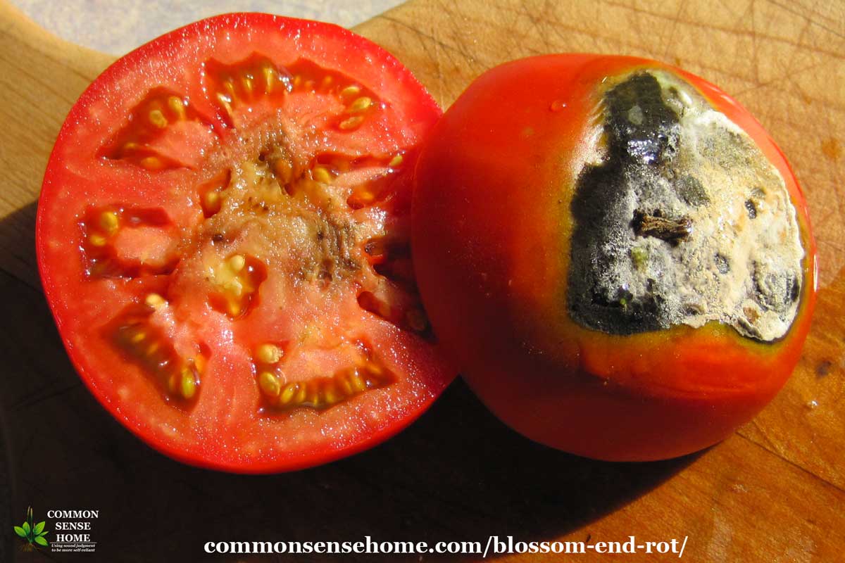 tomato sliced in half to show rot inside the fruit