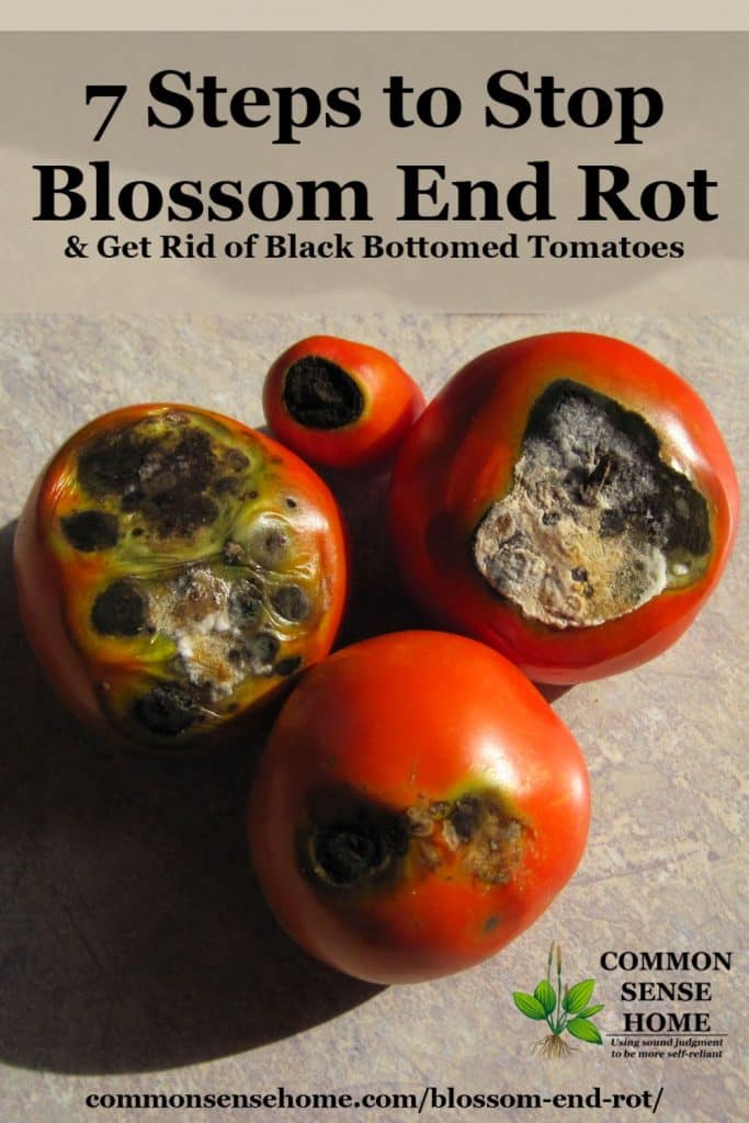 7 Steps to Stop Blossom End Rot and Black Bottomed Tomatoes