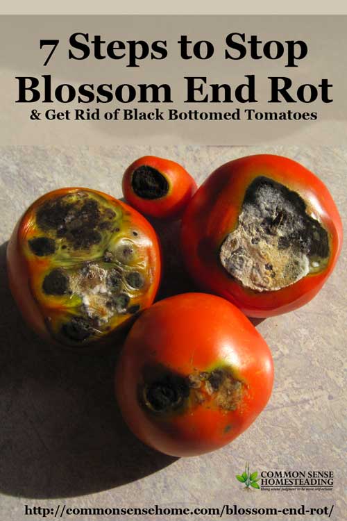 7 Steps to Stop Blossom End Rot & Get Rid of Black Bottomed Tomatoes