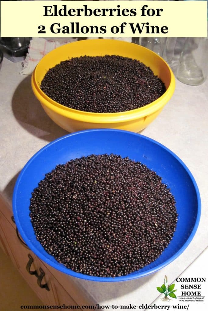 How to Make Elderberry Wine and Identify Wild Elderberry Bushes