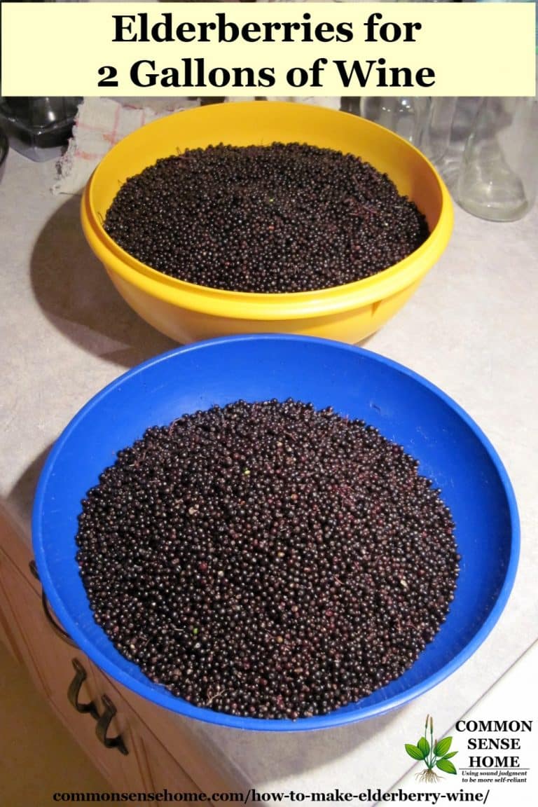 How to Make Elderberry Wine and Identify Wild Elderberry Bushes