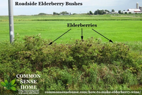 elderberry bushes