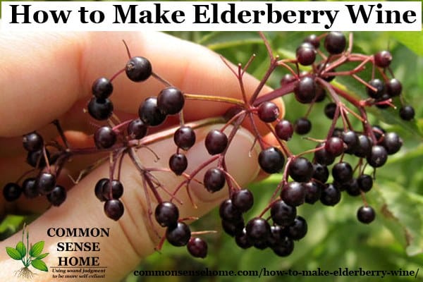 How to Make Elderberry Wine and Identify Wild Elderberry Bushes
