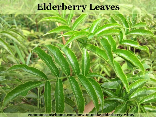 elderberry leaves