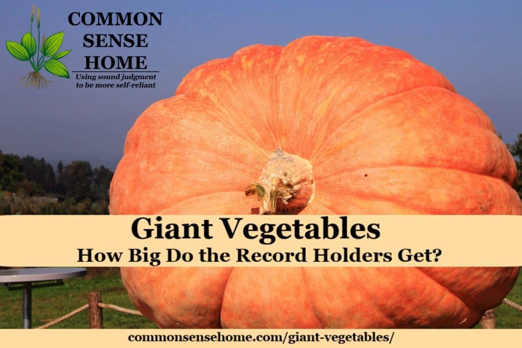 Giant pumpkin