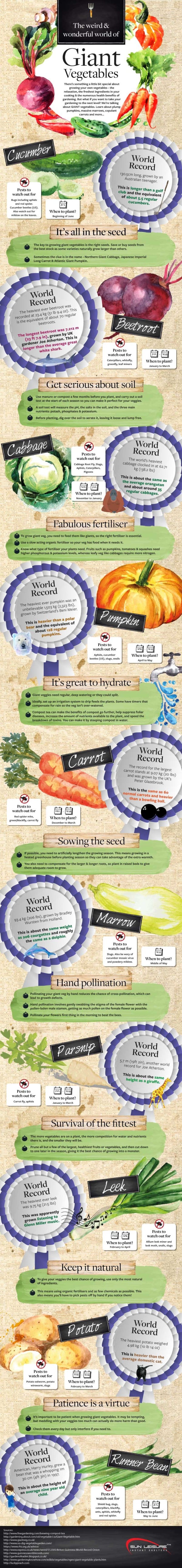 Tips for growing giant vegetables, plus a listing of 10 current world record holding vegetables. You won't believe how big these veggies can get!