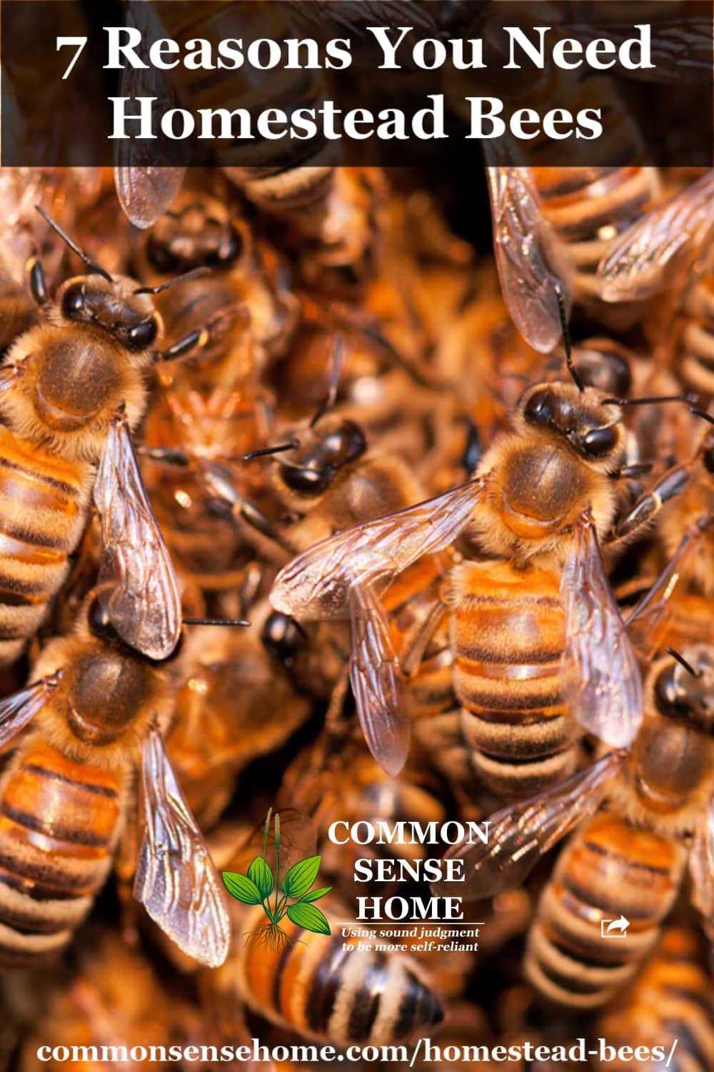 Close-up of bees