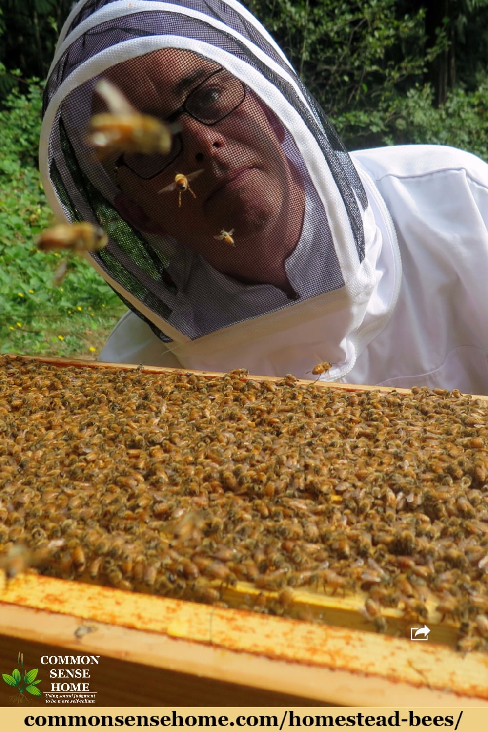 Opened bee hive