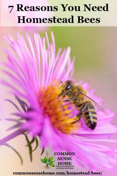 Bee on flower