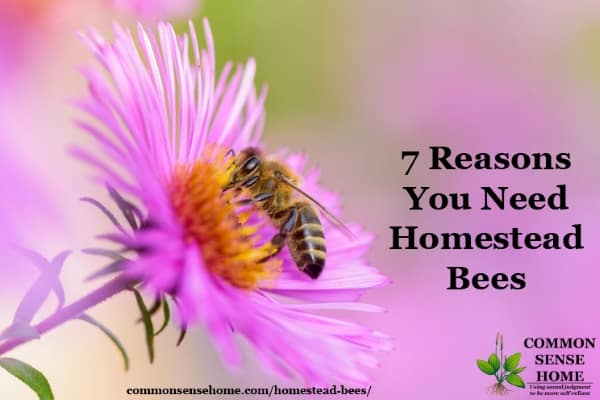 7 Reasons You Need Homestead Bees