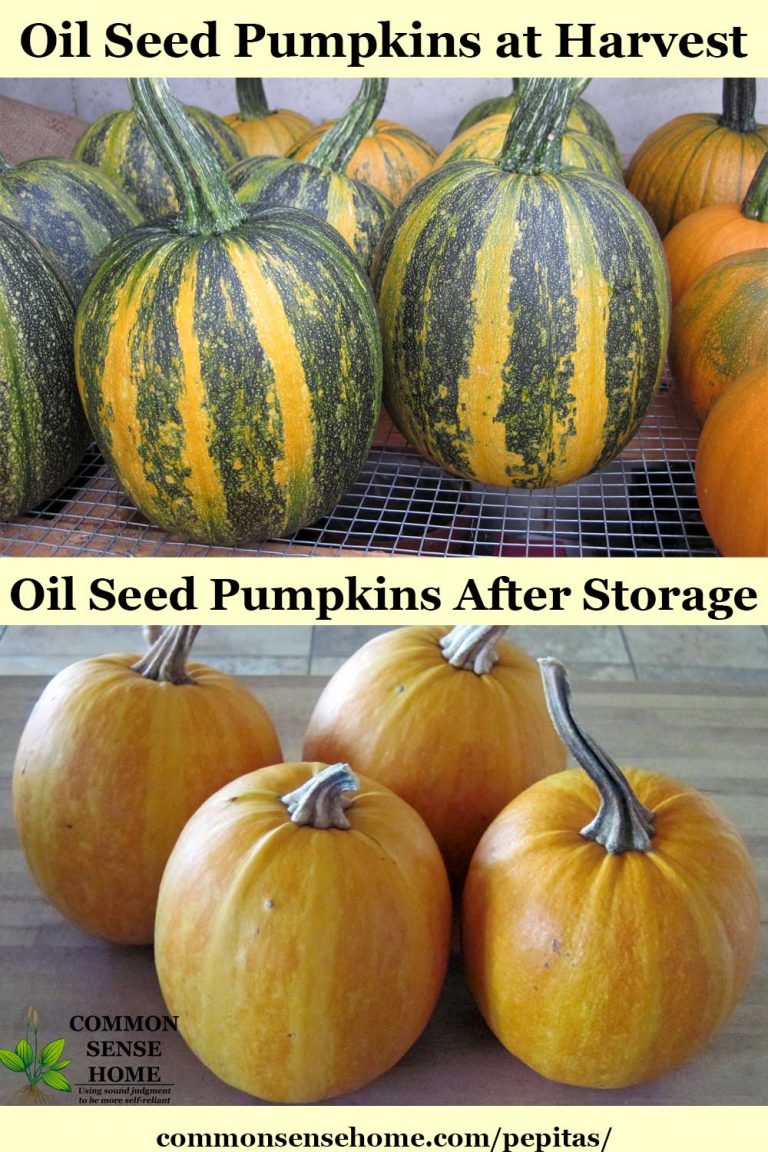 Pepitas vs Pumpkin Seeds Plus How to Use and Grow Pepitas