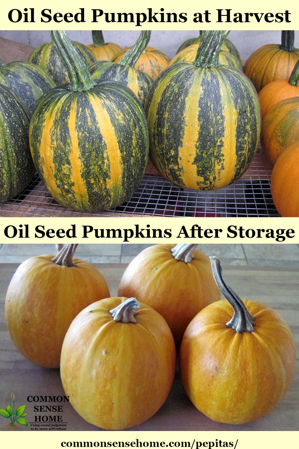 Oilseed pumpkins before and after storage