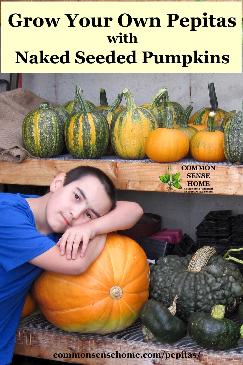 Curing pepita pumpkins in the greenhouse