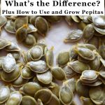 Pepitas vs Pumpkin Seeds - Plus How to Use and Grow Pepitas