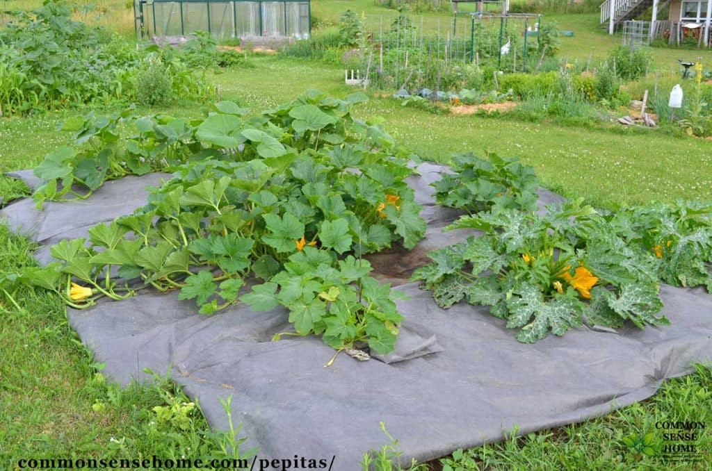 Pumpkin patch growing pepitas