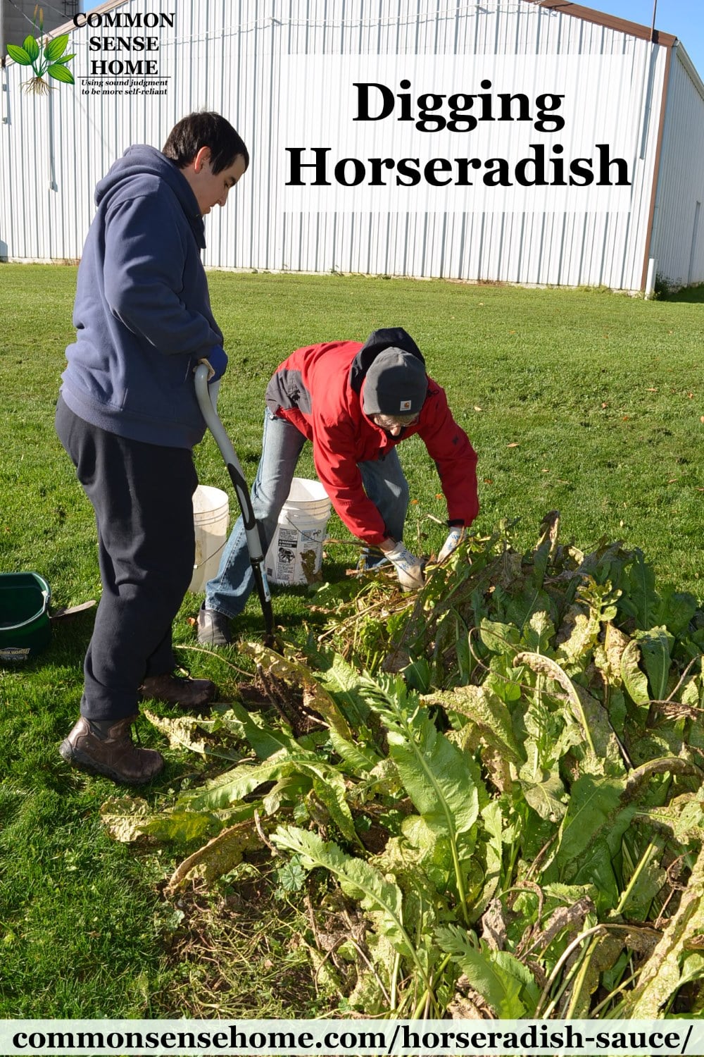 digging horseradish