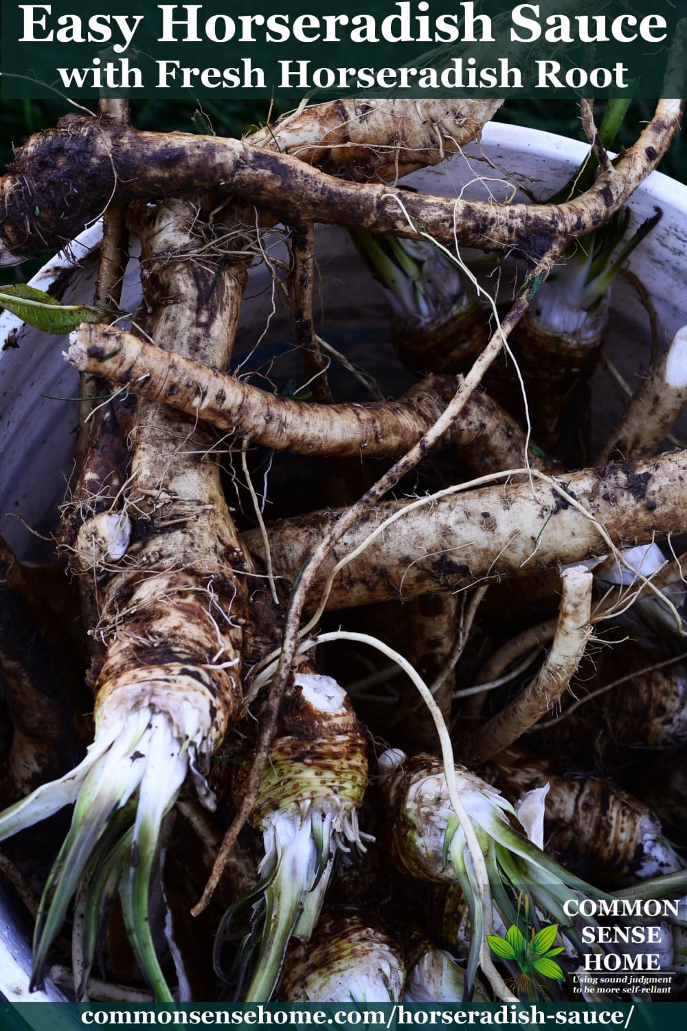 horseradish roots