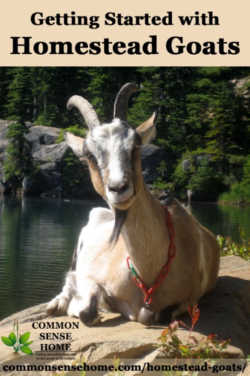 Nimbrethil the goat resting