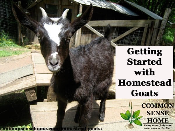 Homestead Goats – What You Need to Know to Get Started