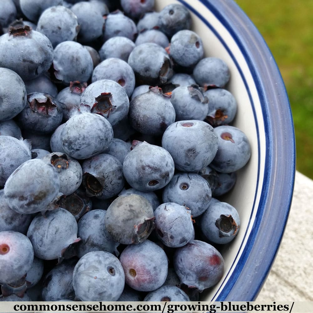 blueberries growing