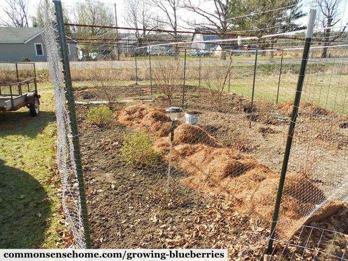 Blueberry fencing and bird netting enclosure to keep out deer and birds