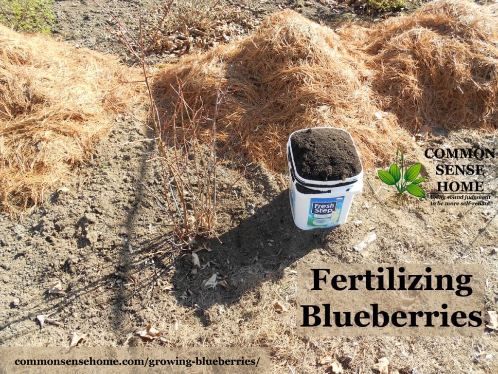 Fertilizing blueberry bushes with worm castings. Pile of pine needle blueberry mulch in background.