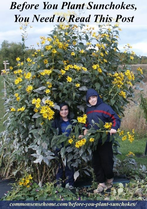 When Do Sunchokes Bloom: Unveiling Their Floral Season